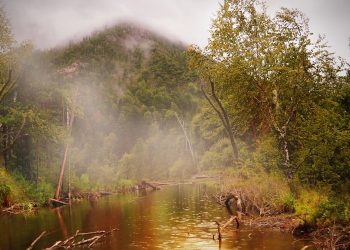 pond, forest, nature, fog, mist, rain, raindrops, raining, water, jungle, environment, pond, rain, rain, rain, rain, rain, raining, jungle, jungle, jungle