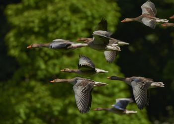 flock of birds, canada geese, geese, flight, flying, flying birds, wings, animals, waterfowls, water birds, birds, poultry, nature, migratory birds, wild geese, avian, ornithology, geese, geese, geese, geese, geese, flying birds, flying birds, flying birds, birds, birds, birds, migratory birds, migratory birds