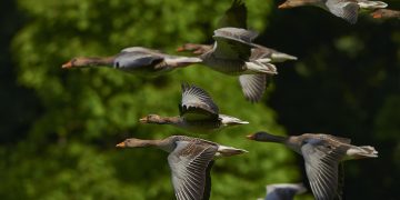 flock of birds, canada geese, geese, flight, flying, flying birds, wings, animals, waterfowls, water birds, birds, poultry, nature, migratory birds, wild geese, avian, ornithology, geese, geese, geese, geese, geese, flying birds, flying birds, flying birds, birds, birds, birds, migratory birds, migratory birds