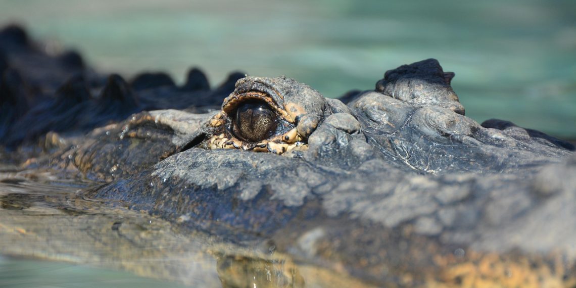 crocodile, eye, animal, nature, green, reptile, crocodile, crocodile, crocodile, crocodile, crocodile, animal