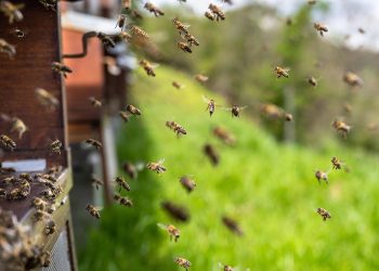 bees, insects, honey bees, beehive, honey, wings, hive, brood, hymenoptera, entomology, beekeeping, colony, honeybee, beekeeper, carnica, nature, carniolan honey bee, bees, bees, bees, bees, bees, honey, honey, honey