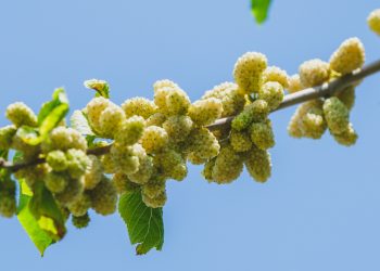 Mulberry tree branch with fruit against the blue sky.