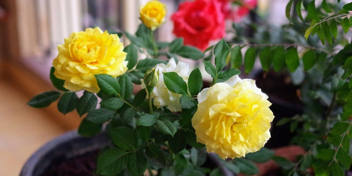 a potted plant with yellow and red flowers