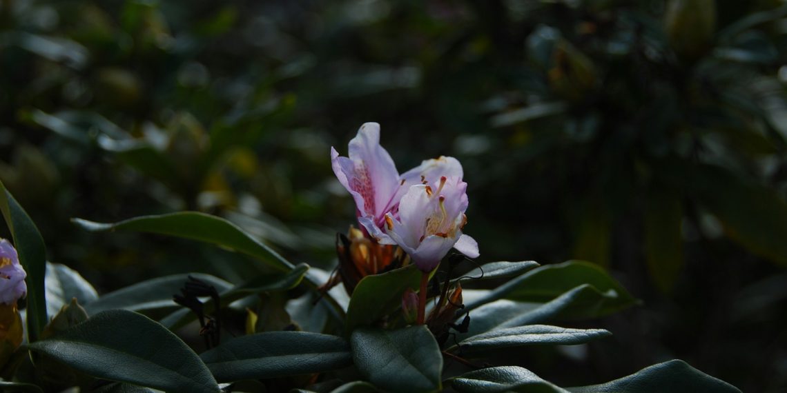 pink flower in tilt shift lens