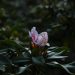 pink flower in tilt shift lens