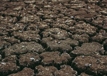 black stones on brown soil