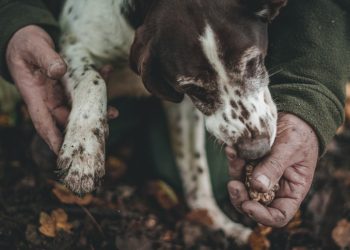 person holding brown and white short coated dog